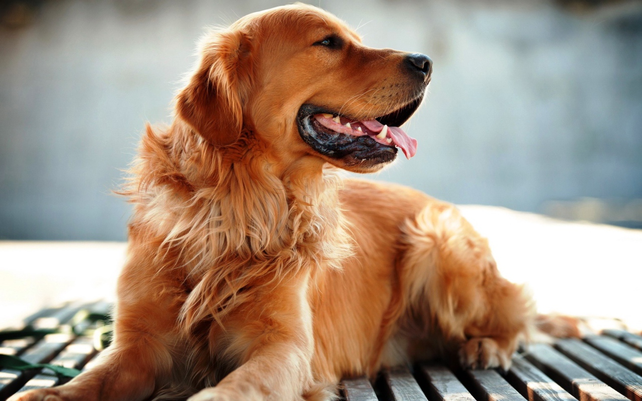 Добрый золотистый ретривер с высунутым языком 
