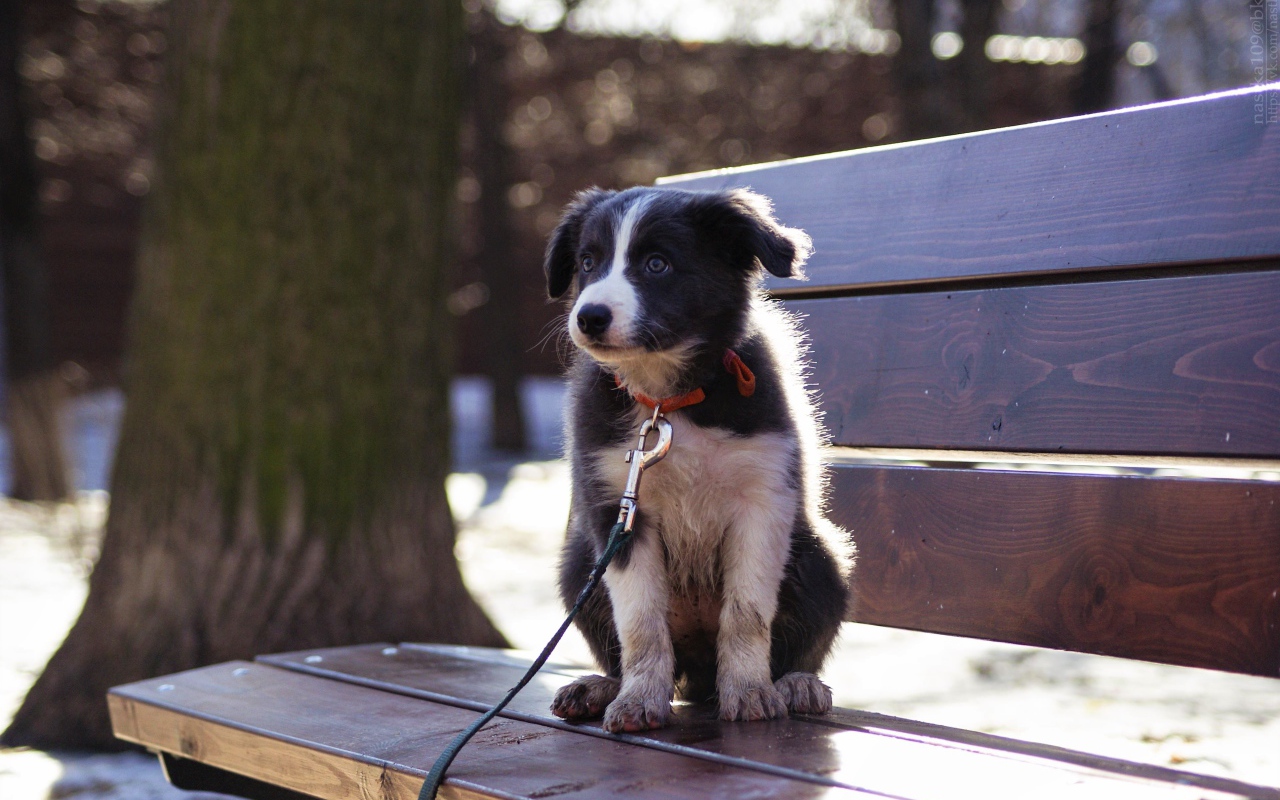 Маленький щенок бордер - колли сидит на лавочке