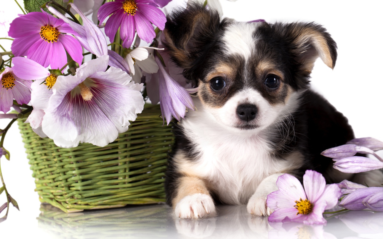 Little Chihuahua puppy with a basket of flowers of the Cosmos