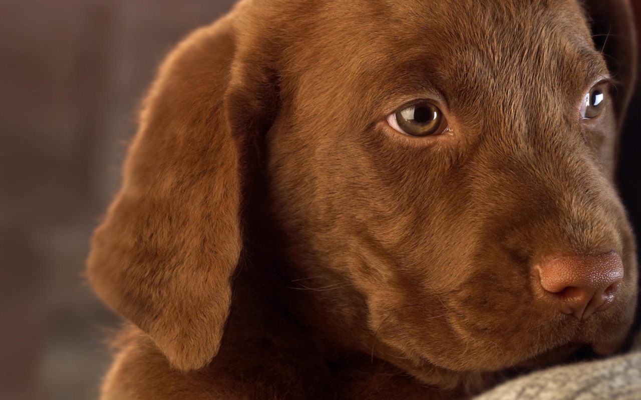 Маленький грустный коричневый  щенок лабрадора 