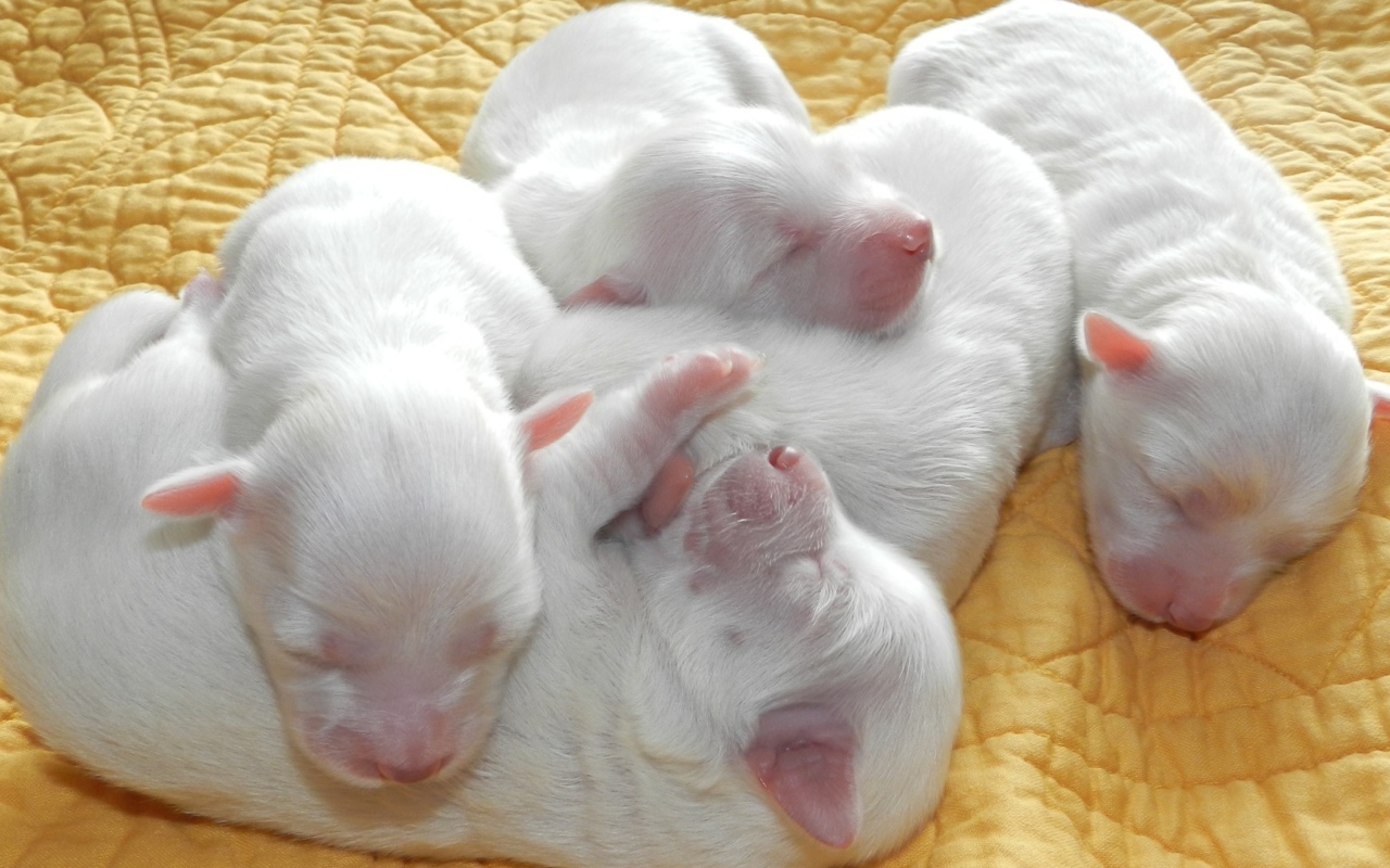Новорожденные белые щенята 