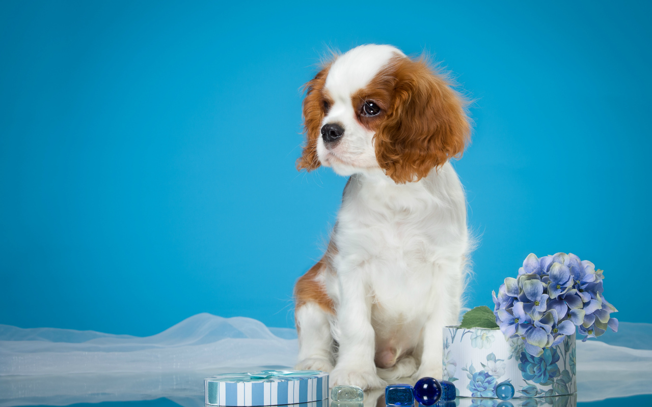 Щенок  Кинг Чарльз Спаниель на голубом фоне