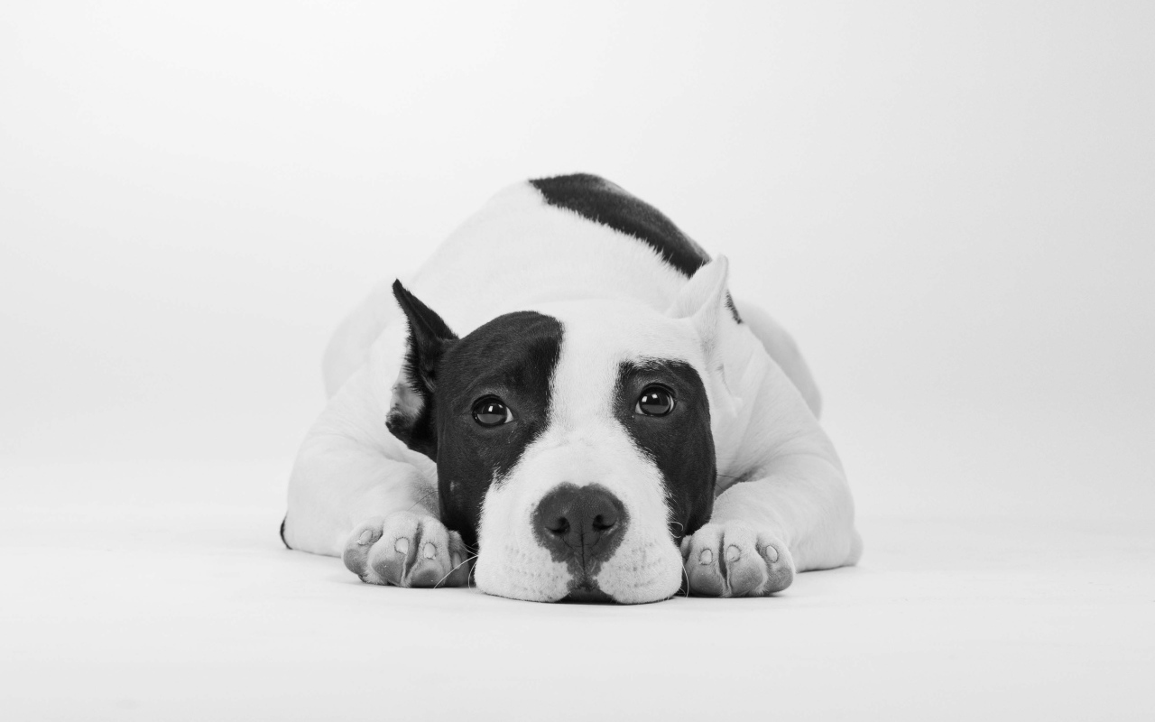 Грустный дог черно -белое фото