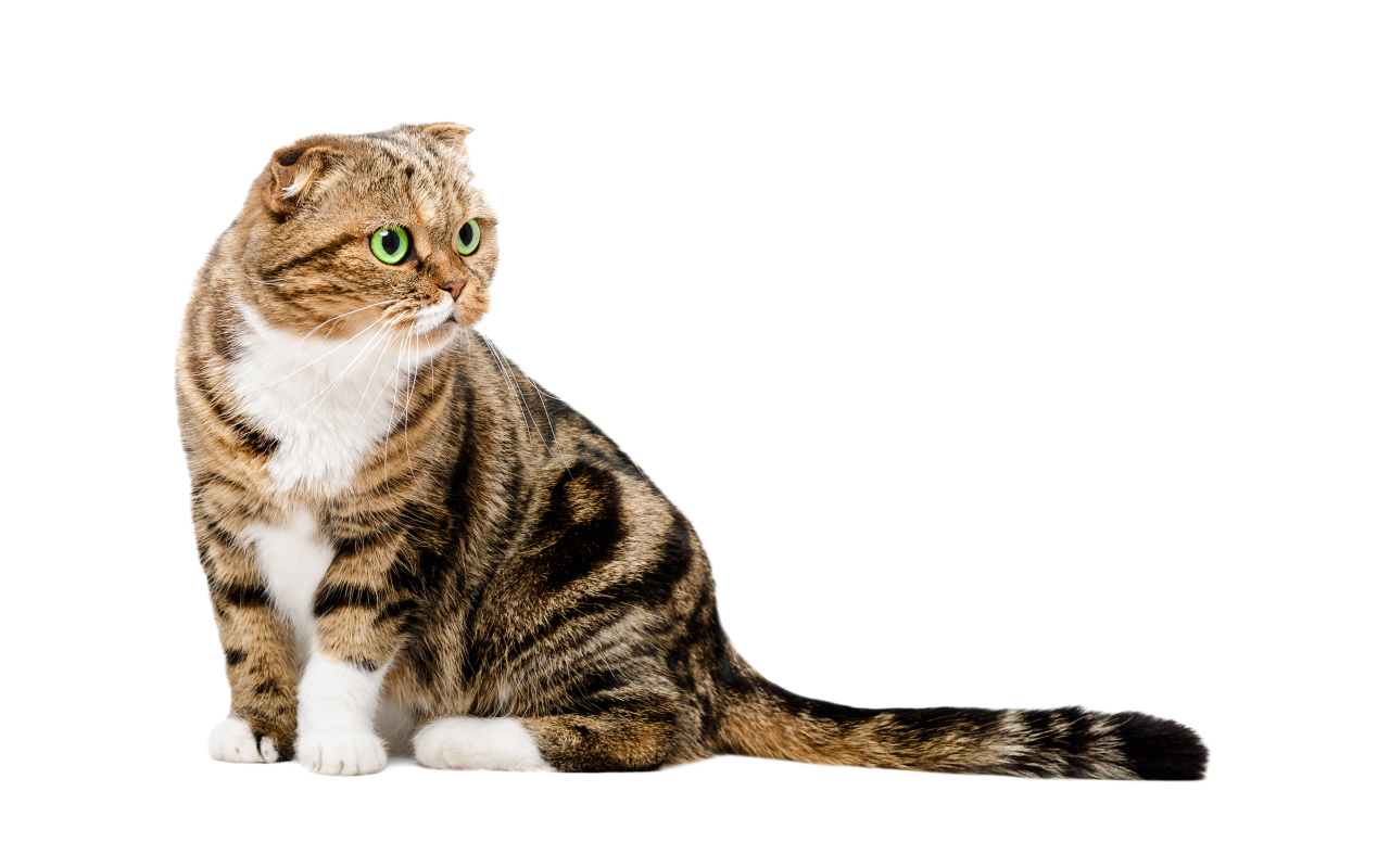 Шотландский вислоухий кот на белом фоне