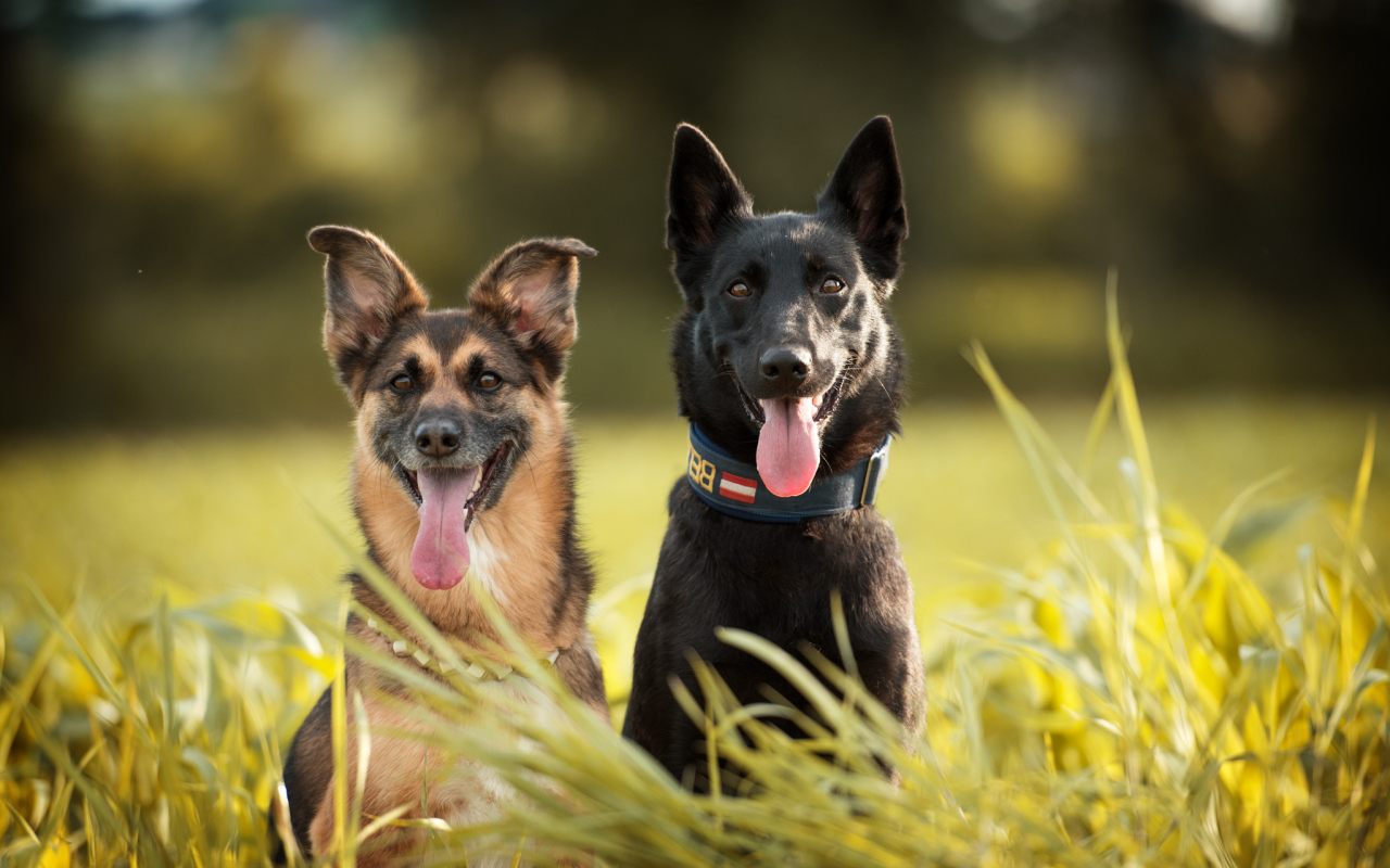 Две немецкая овчарки сидят в траве с высунутым языком