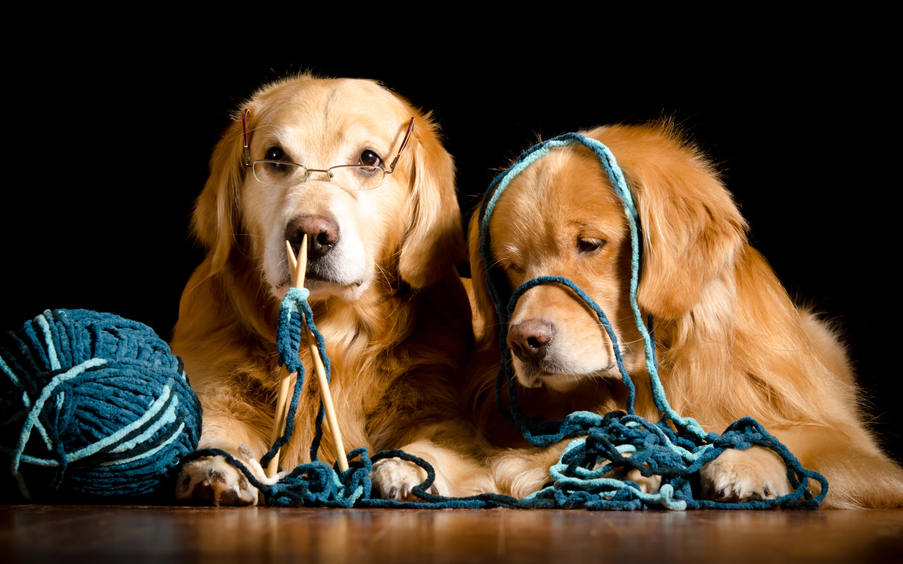 Две собаки породы золотистый ретривер со спицами и клубком ниток