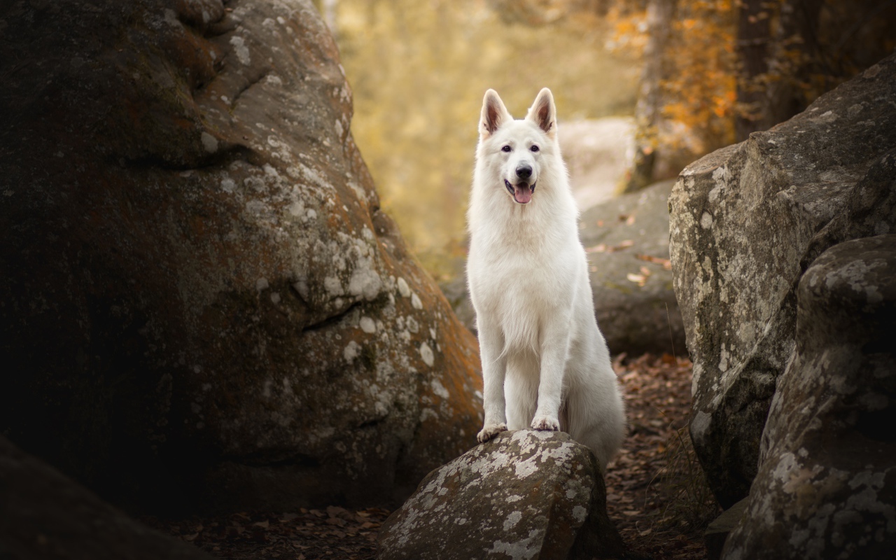 Белая овчарка с высунутым языком стоит на камне