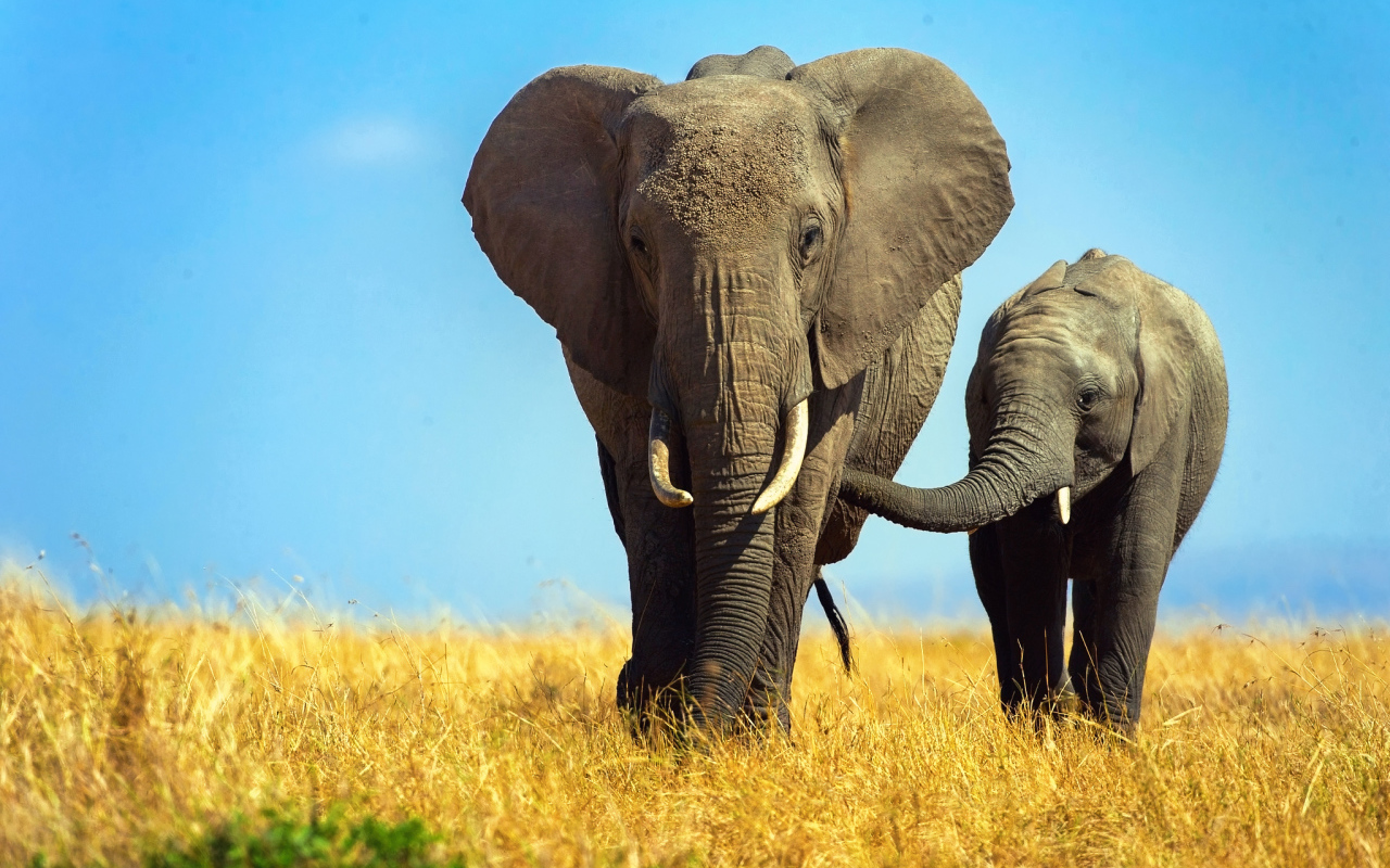 Большая слониха  с маленьким слоненком 