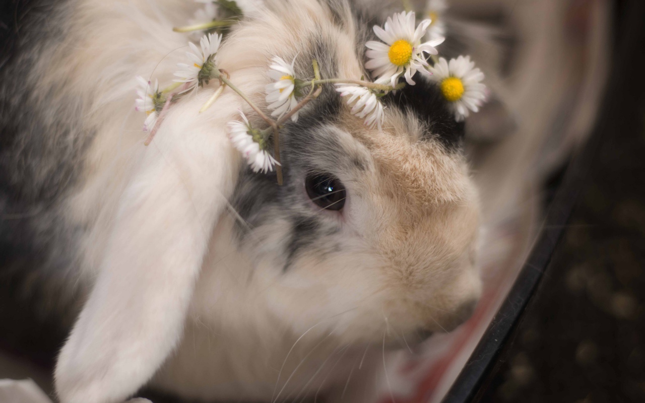 Маленький декоративный кролик с ромашками 