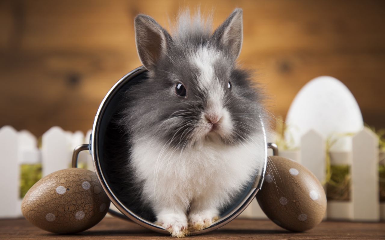 Милый пушистый декоративный кролик