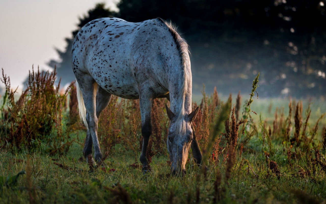 Белая пятнистая лошадь пасется на траве
