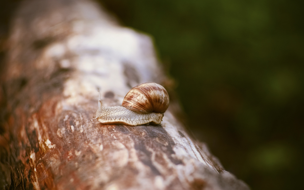 Улитка сидит на сухом стволе дерева