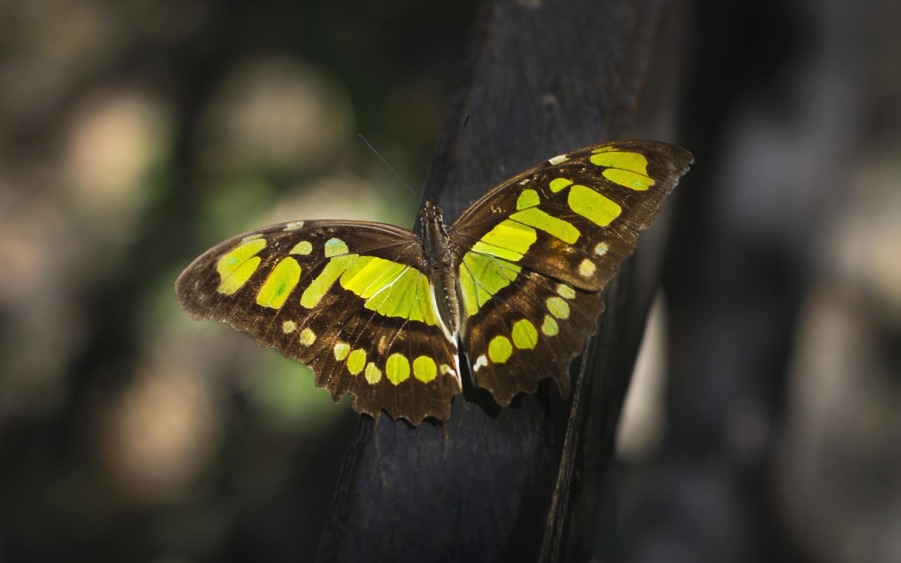 Красивая  бабочка крупным планом
