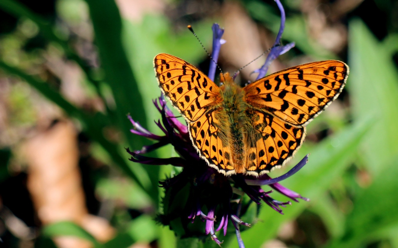Красивая бабочка на фиолетовом цветке 