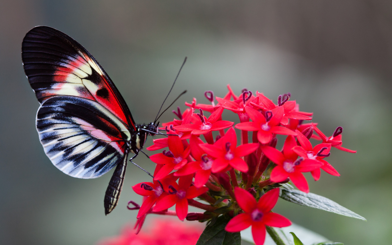 Красивая бабочка на красном цветке