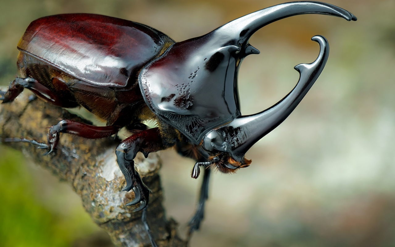 Большой коричневый жук дупляк 