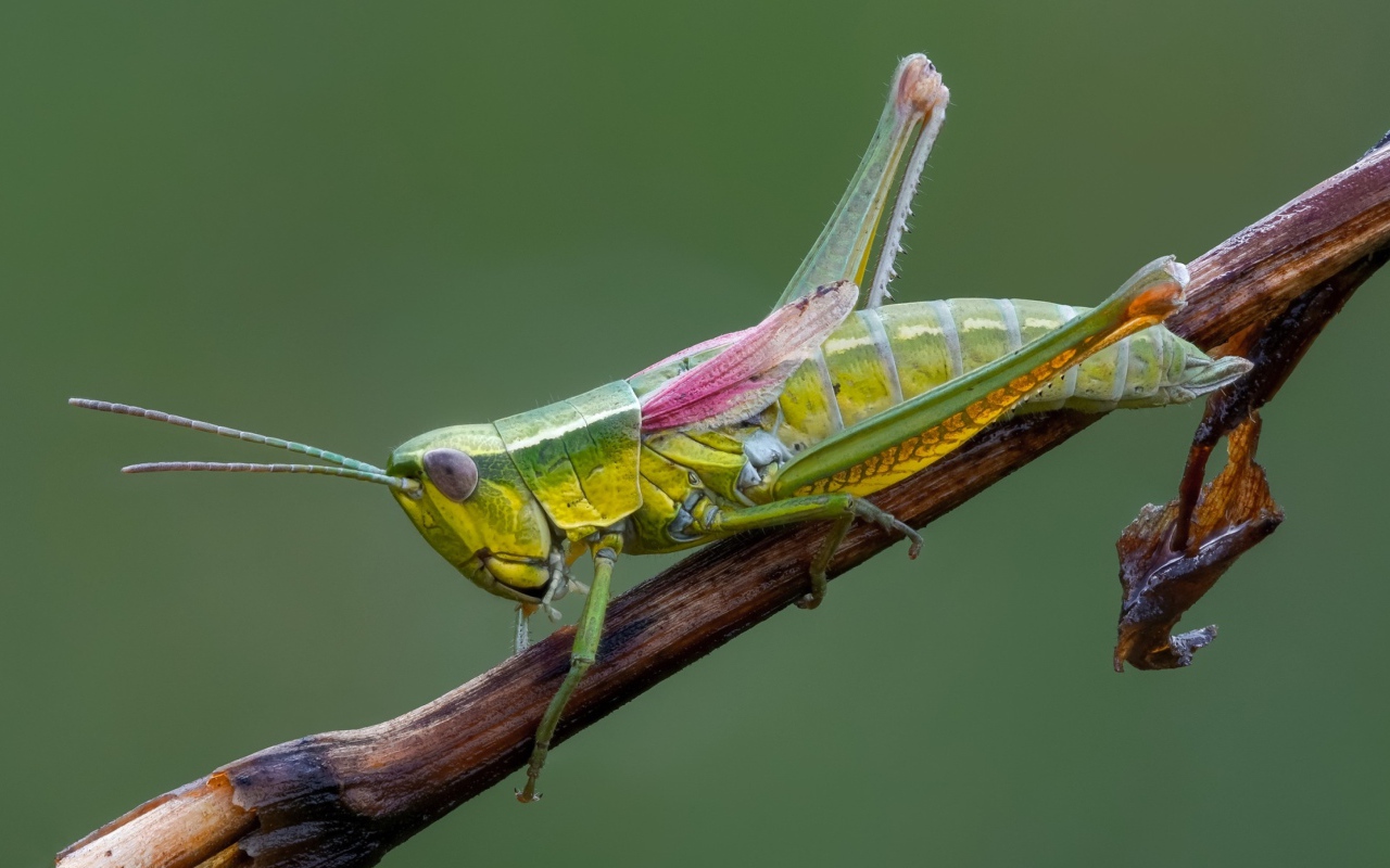 Зеленый кузнечик на ветке крупным планом 