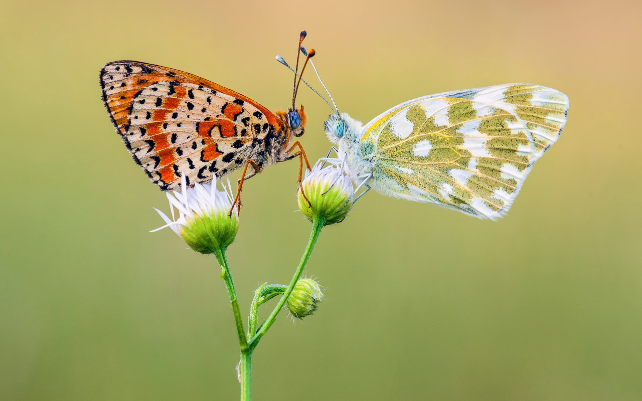 Две красивых разноцветных бабочки на цветке 