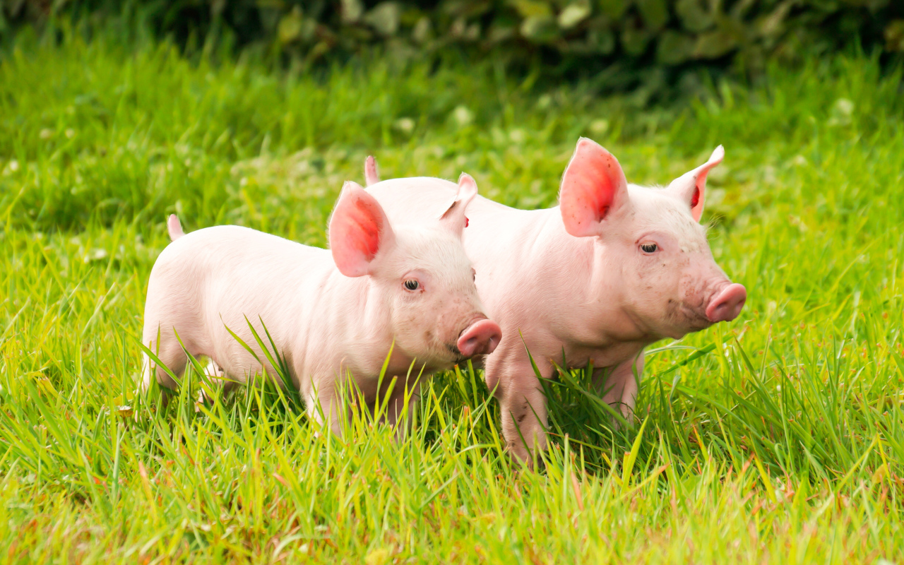 Два домашних розовых поросенка гуляют на зеленой траве