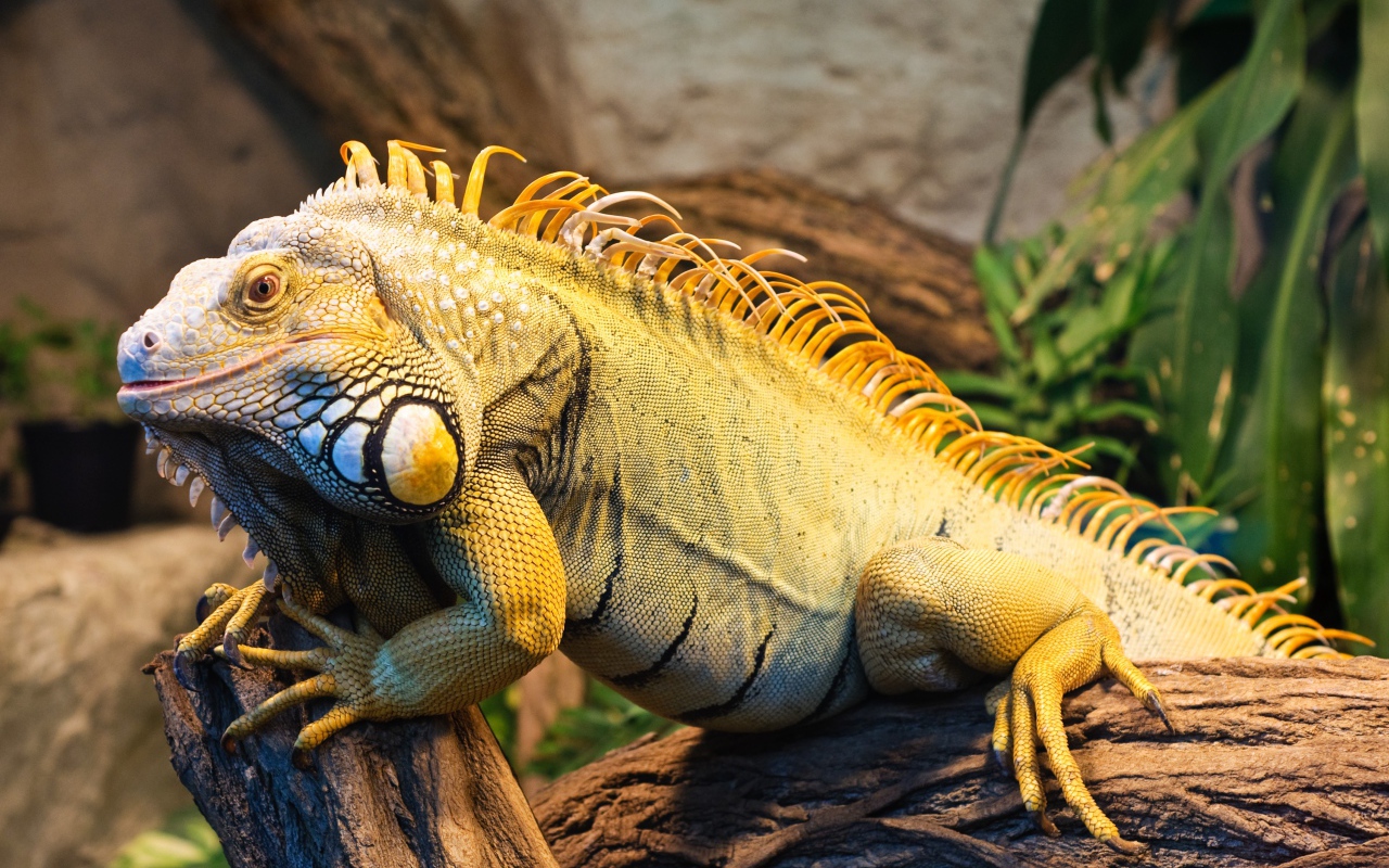 A large iguana is sitting on a tree