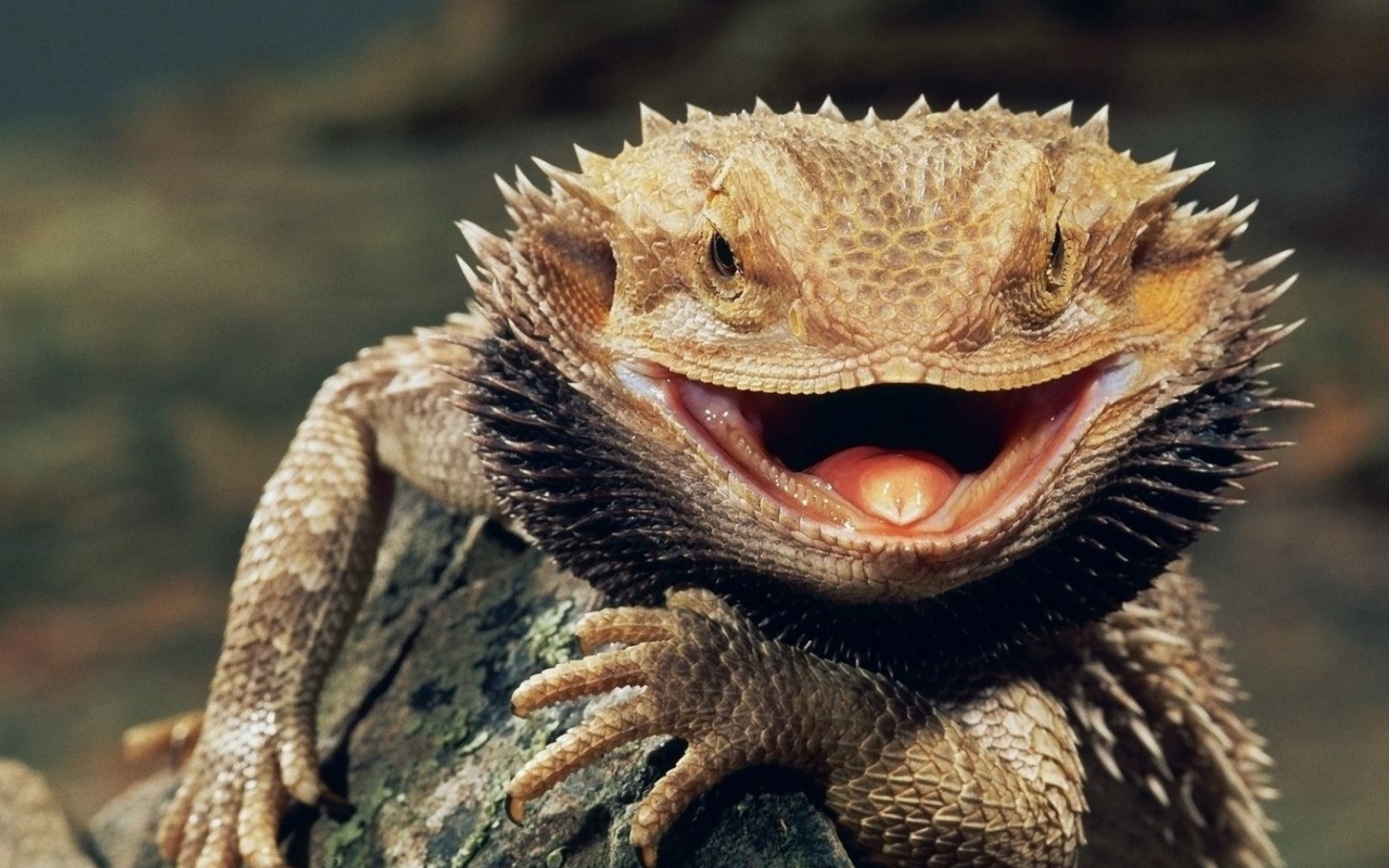 Бородатая ящерица с открытым ртом