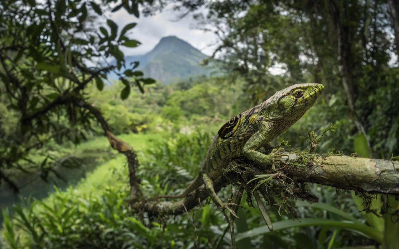 Зеленая большая ящерица на ветке дерева