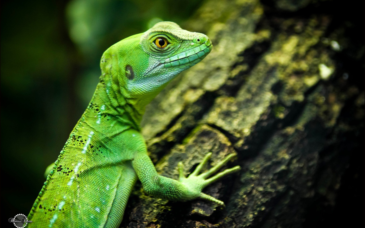 Зеленая ящерица с желтыми глазами на дереве 