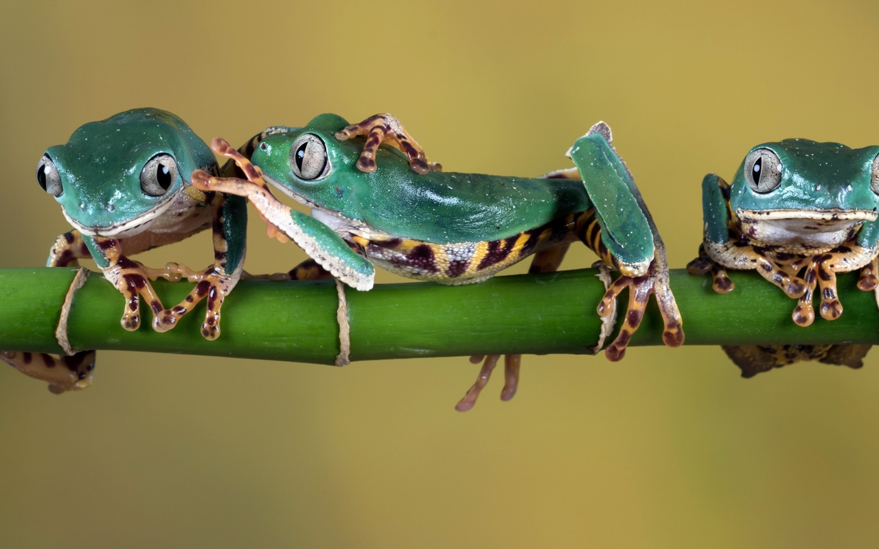 Три зеленые лягушки сидят на зеленой ветке