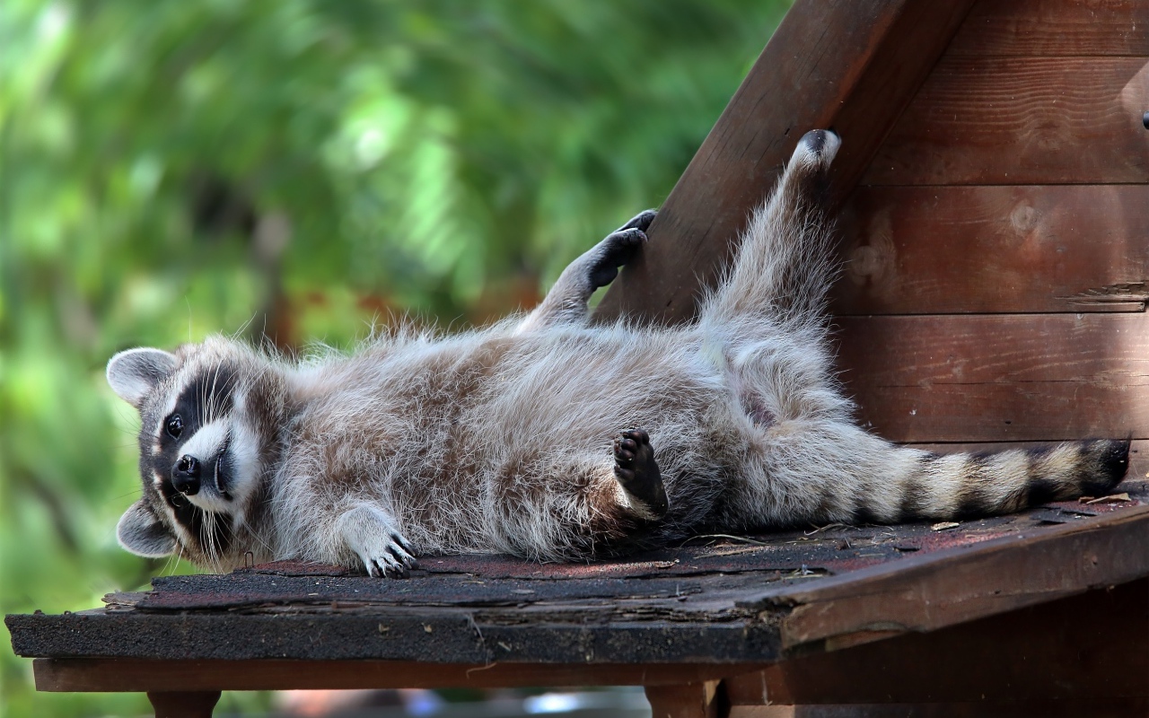 A lazy raccoon lays on a bench