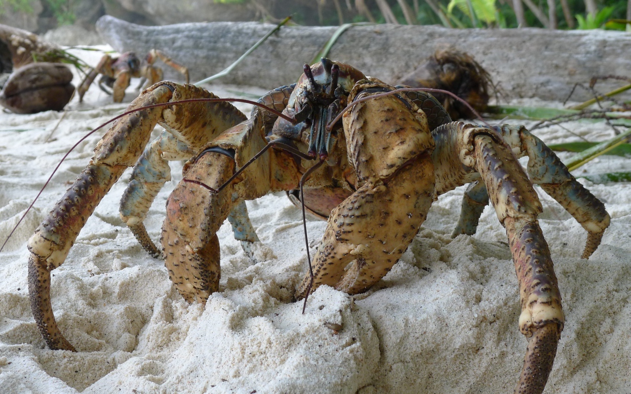 Большой краб на песке крупным планом