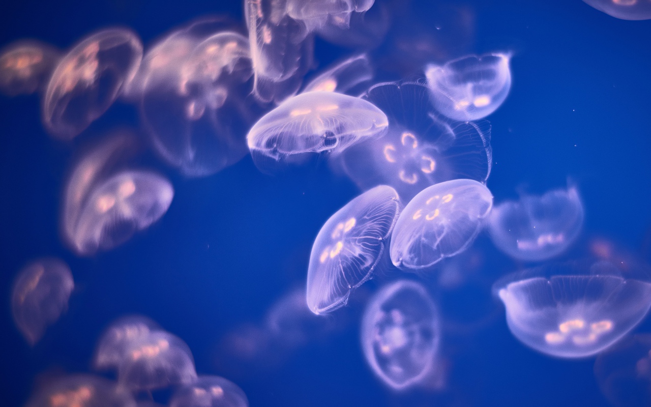 Медузы Аурелии  в воде 