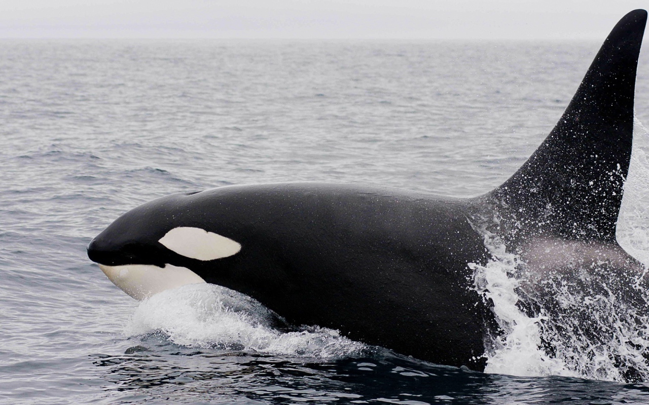 Большая касатка в воде 