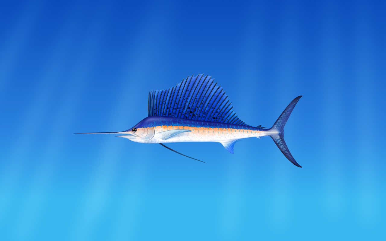 Морская  рыба марлин  на голубом фоне 