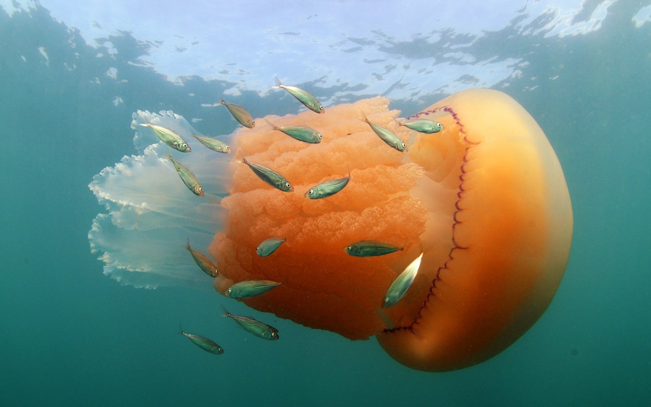 Оранжевая медуза с маленькими рыбками  
