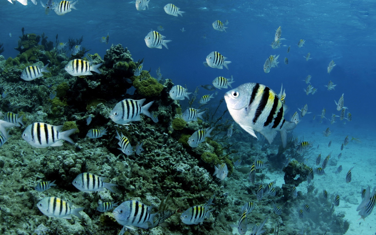 Полосатые рыбки в воде 