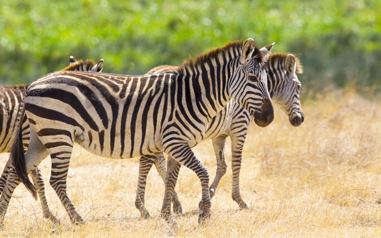 Полосатые зебры гуляют по сухой траве