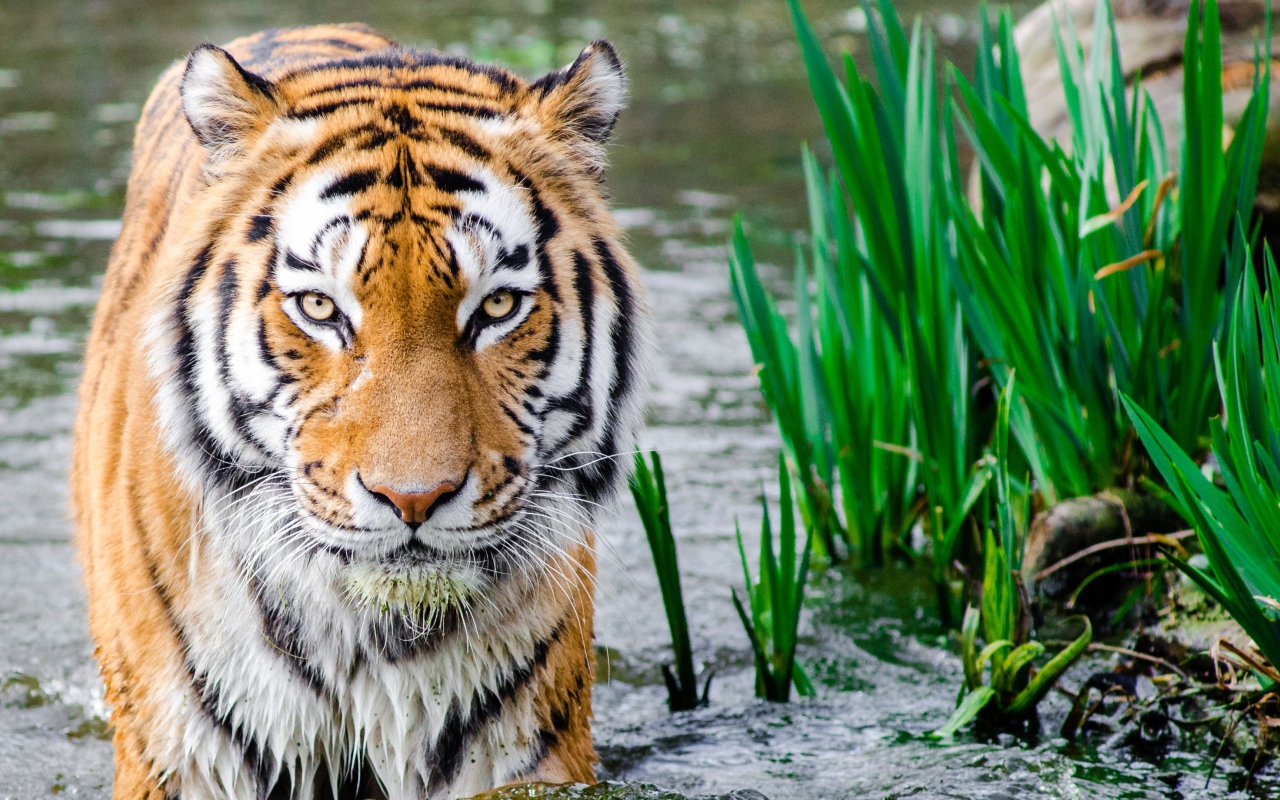 Большой бенгальский тигр идет по воде