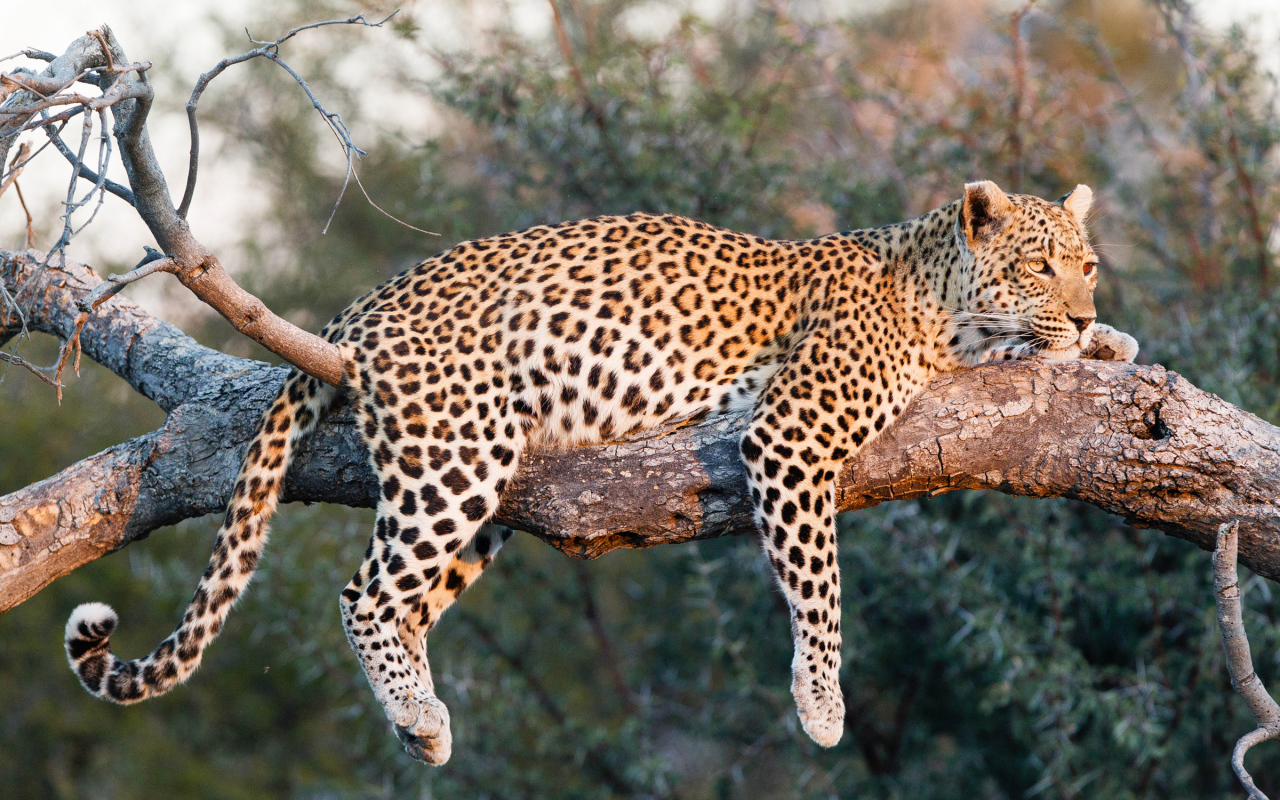 Большой леопард в лучах солнца лежит на ветке