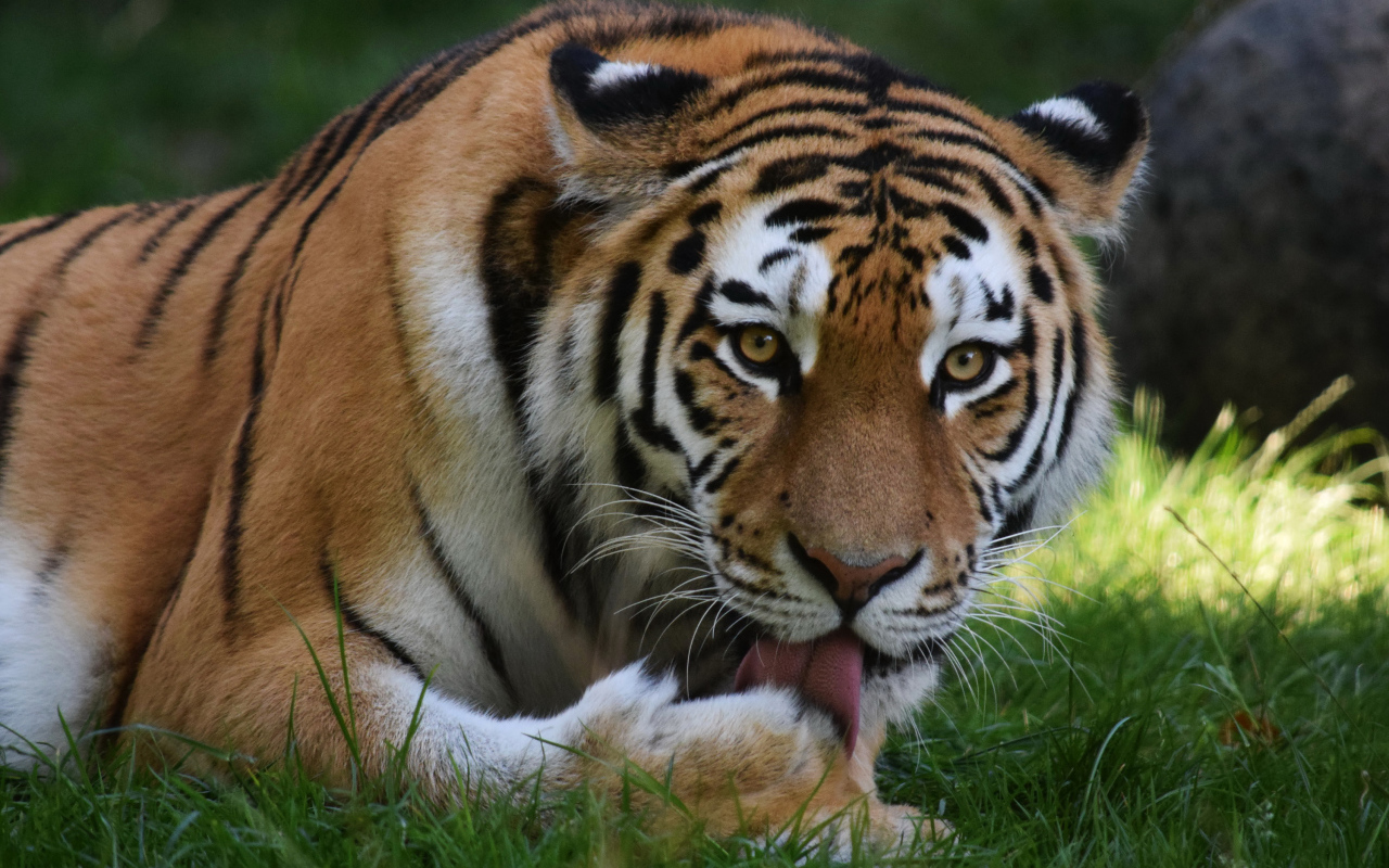 Большой тигр облизывает лапу