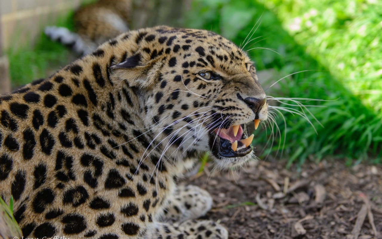 Агрессивный оскал леопарда