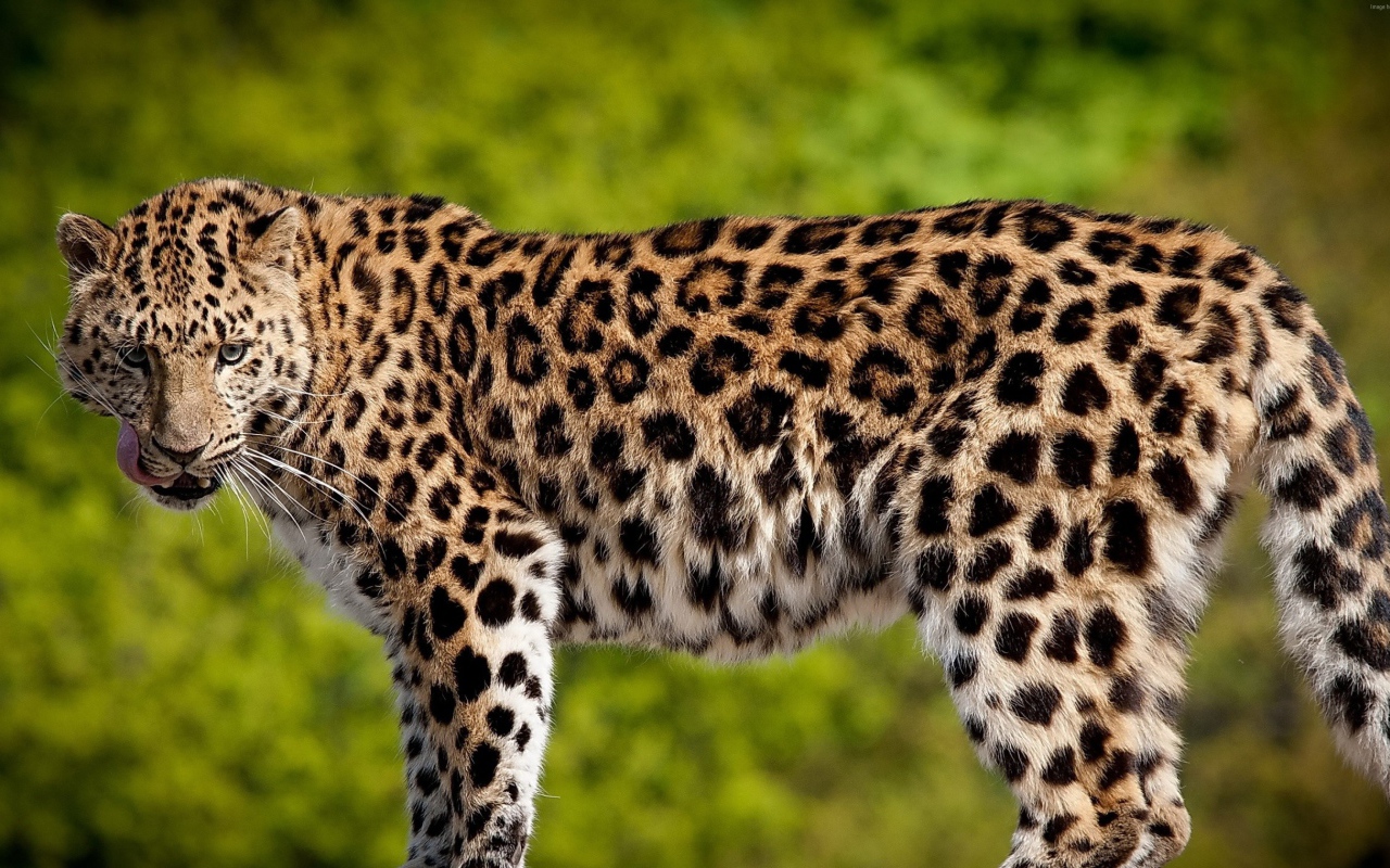 Красивый большой леопард с высунутым языком