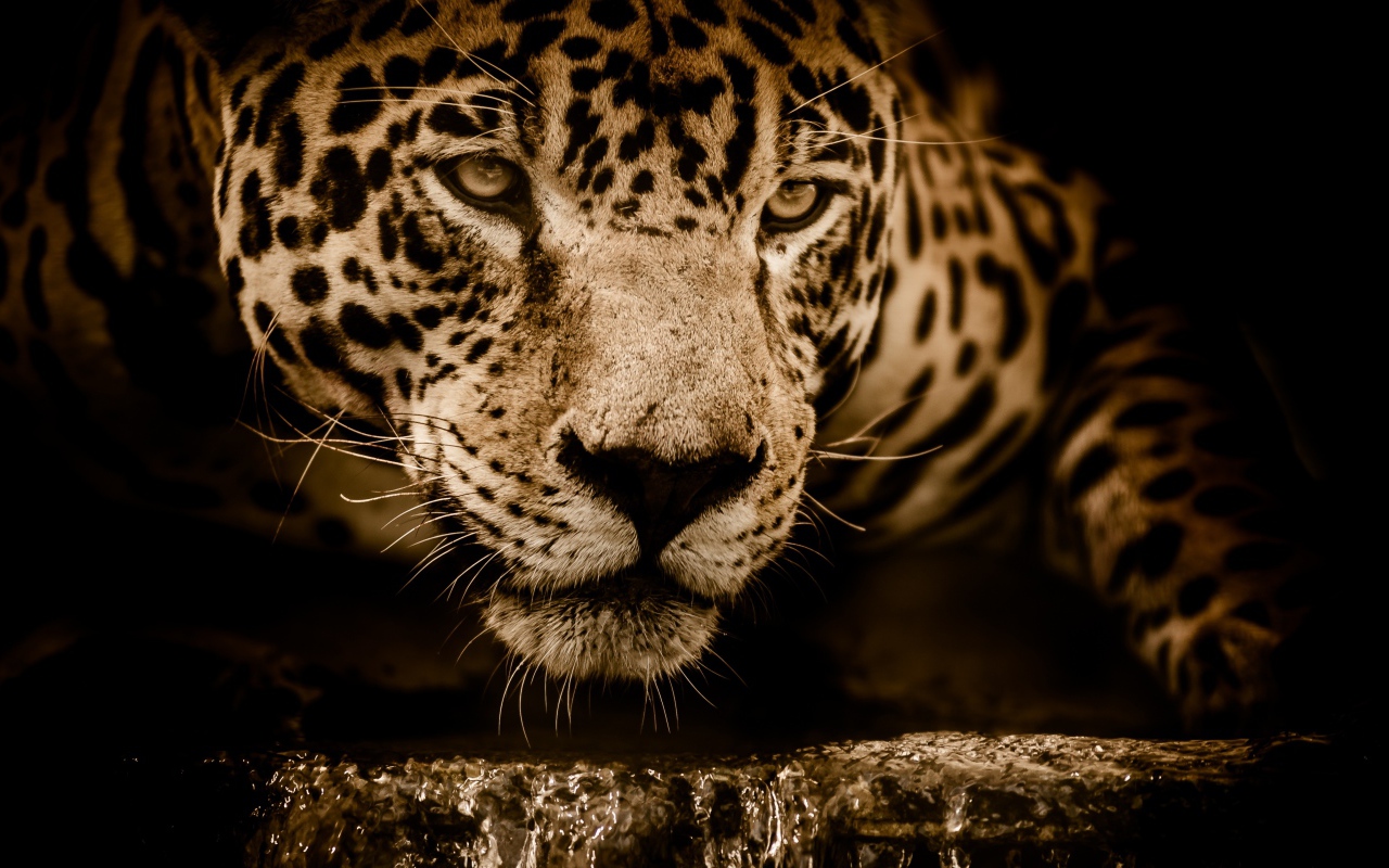 Большой эффектный ягуар