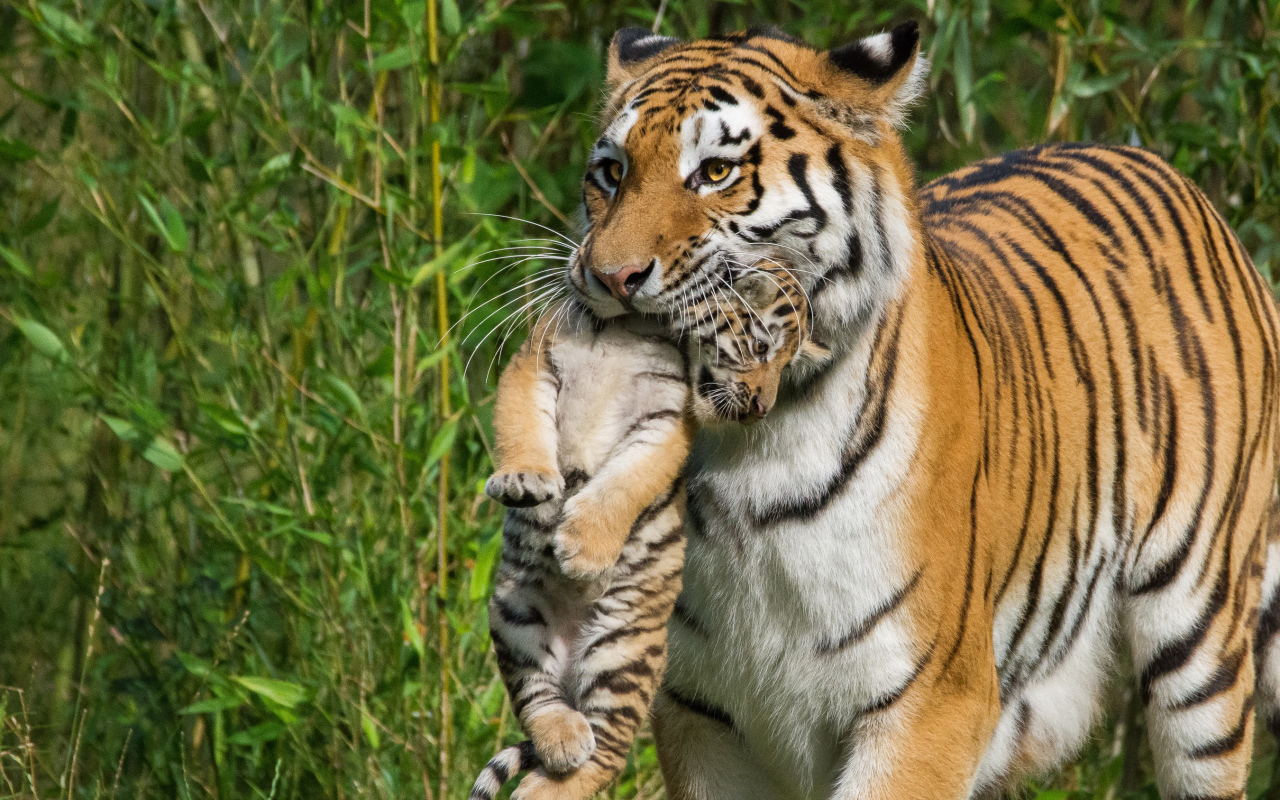 Мама тигрица несет детеныша в зубах