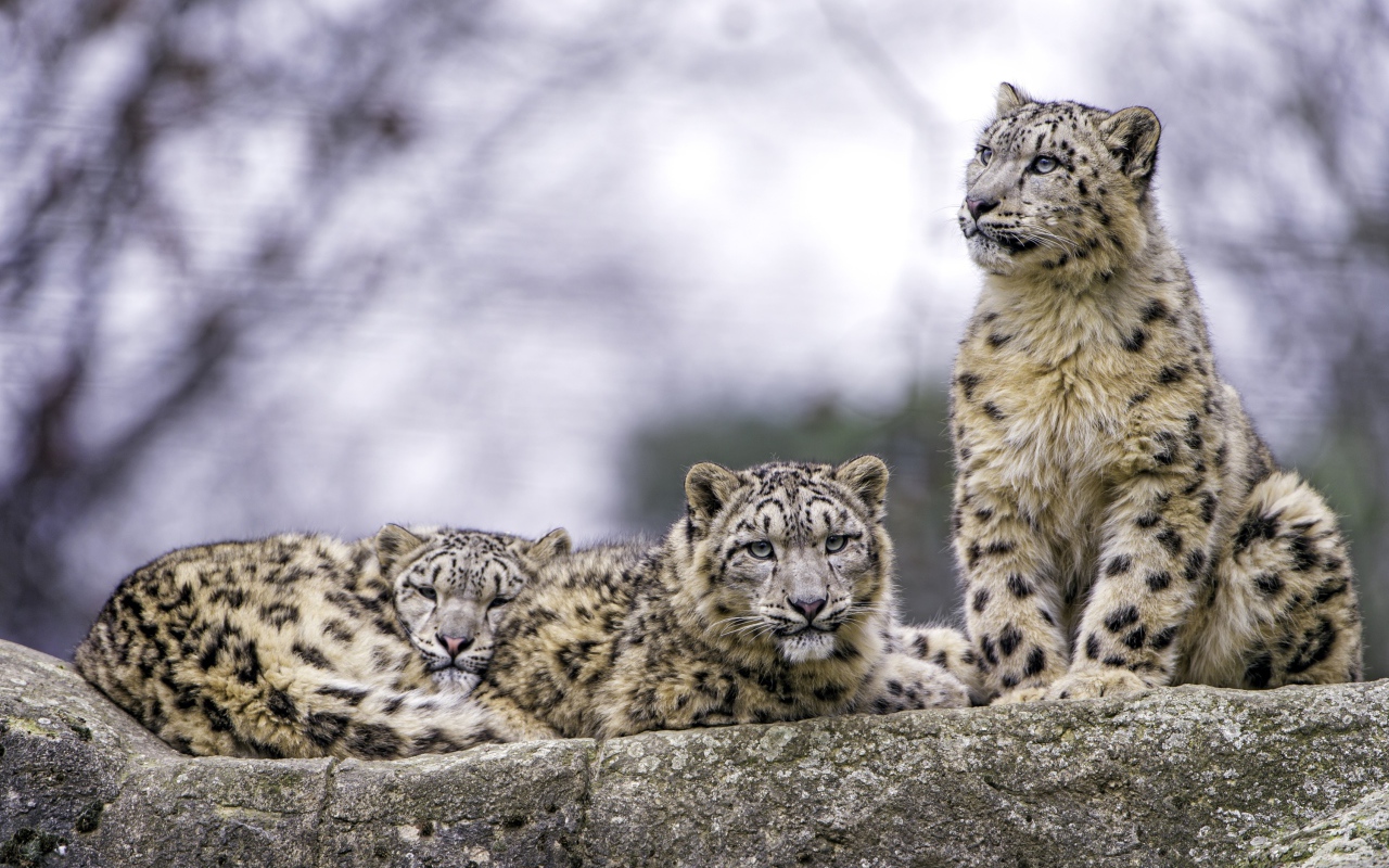 Семейство снежных барсов отдыхает на камне 