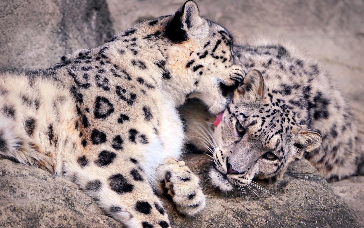 Нежная забота снежных барсов