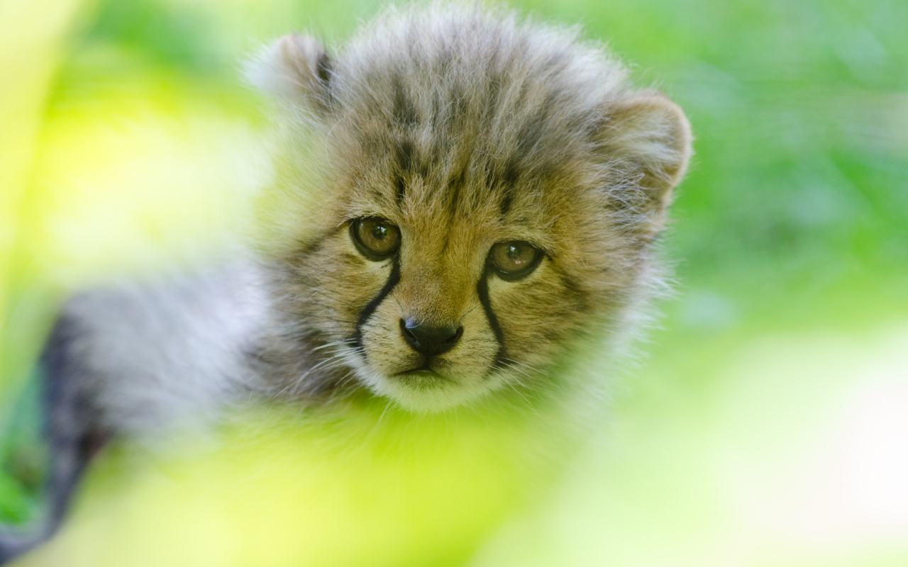 Грустная морда маленького леопарда