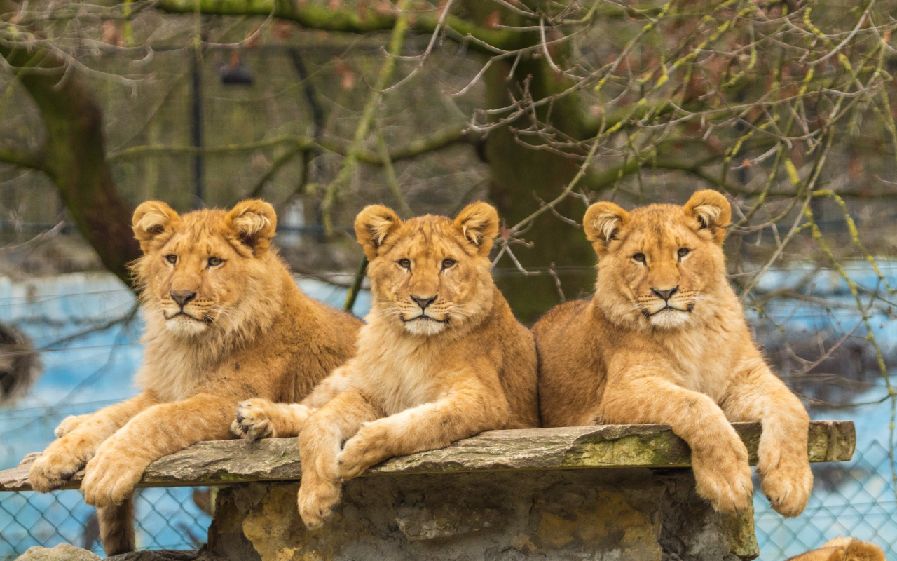 Три грациозные львицы лежат на камне в зоопарке