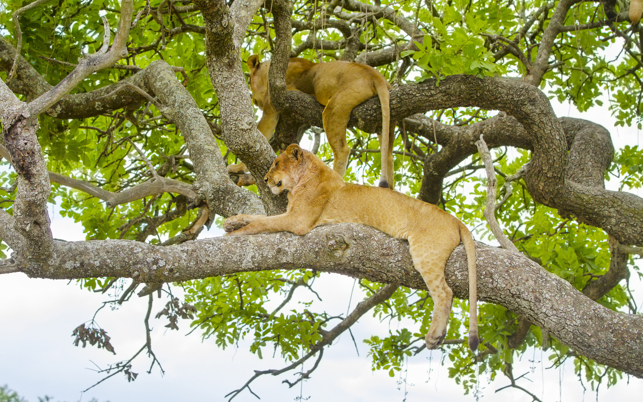 Две красивые львицы лежат на ветках дерева