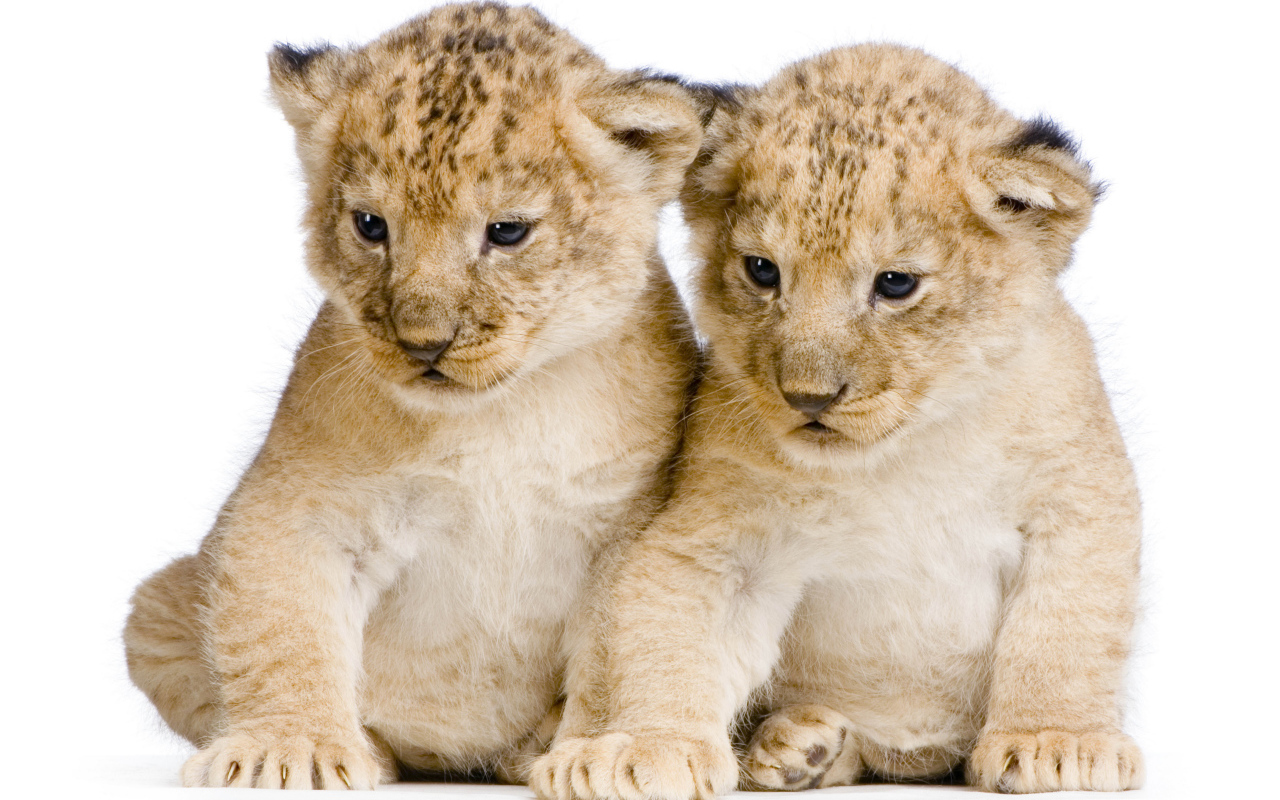 Два милых маленьких львенка на белом фоне
