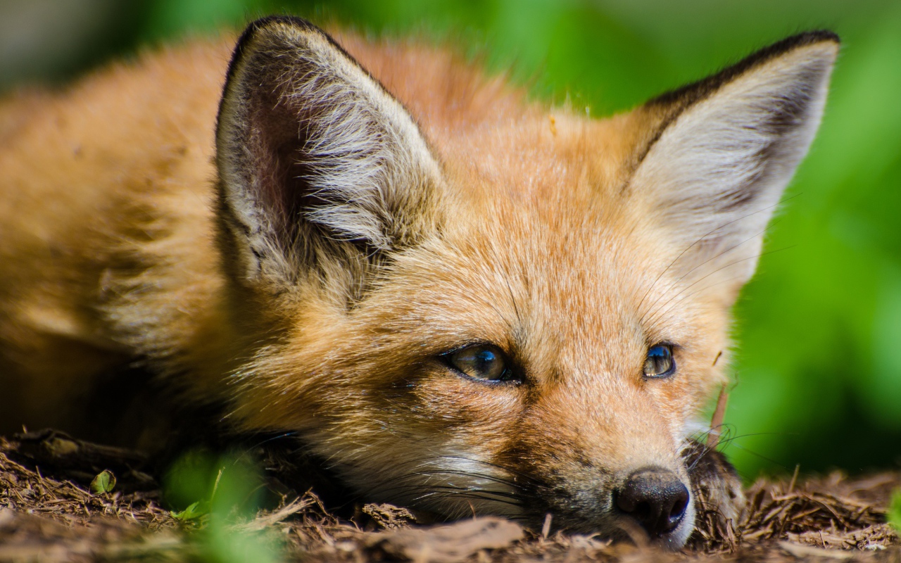 Лиса с грустной мордой лежит на сухой траве